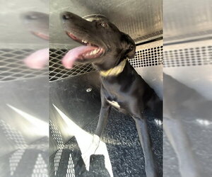 German Shepherd Dog-Unknown Mix Dogs for adoption in HESPERIA, CA, USA