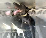 A128201 - Female German Shepherd Dog-Unknown Mix Dog for Adoption - Small photo
