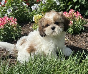 Shih Tzu Puppy for sale in CANOGA, NY, USA