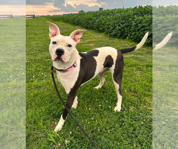 Medium Photo #14 Mutt Puppy For Sale in Evansville, IN, USA
