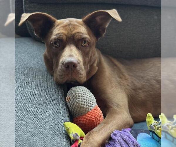 Medium Photo #10 Mutt Puppy For Sale in San Diego, CA, USA