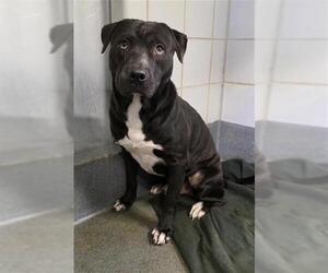 RAMEN - Male American Staffordshire Terrier-Unknown Mix Dog for Adoption - Photo #4