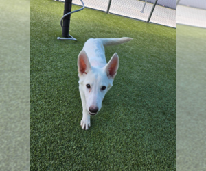Siberian Husky-Unknown Mix Dogs for adoption in Woodbury, NY, USA