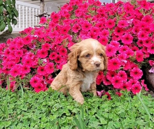 Medium Photo #2 Cocker Spaniel Puppy For Sale in WITHEE, WI, USA