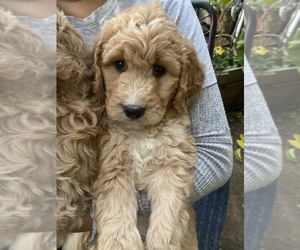 Goldendoodle Puppy for sale in CARMICHAEL, CA, USA