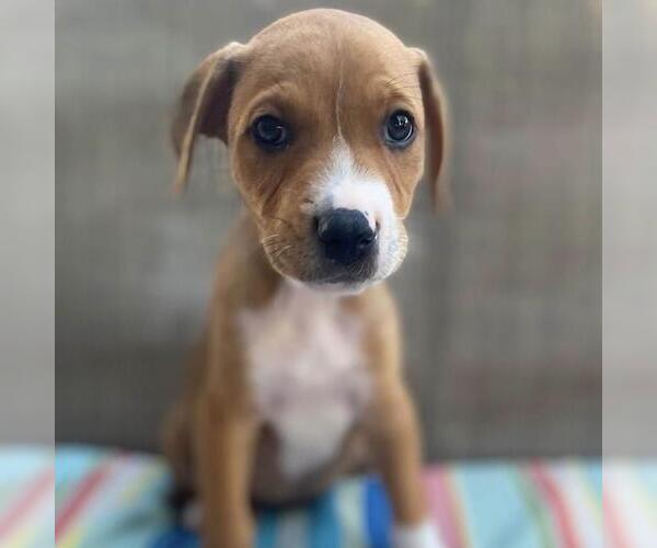 Medium Photo #6 Labrador Retriever-Unknown Mix Puppy For Sale in San Diego, CA, USA