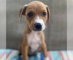 Small #5 Labrador Retriever Mix