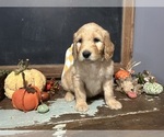 Puppy Ari Goldendoodle