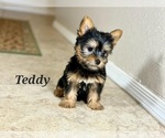 Small #2 Silky Terrier