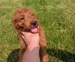 Small Photo #80 Irish Doodle Puppy For Sale in GOSHEN, IN, USA