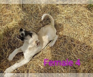 Anatolian Shepherd-Great Pyrenees Mix Puppy for sale in YACOLT, WA, USA