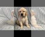 Small Photo #5 Golden Retriever Puppy For Sale in STRATFORD, OK, USA