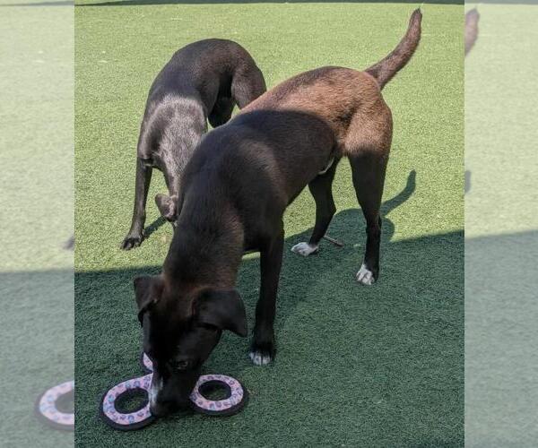 Medium Photo #4 Collie-Labrador Retriever Mix Puppy For Sale in Rockwall, TX, USA
