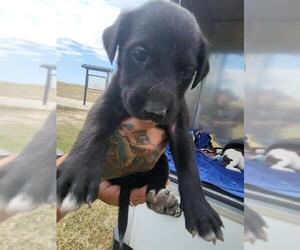 Labrador Retriever-Unknown Mix Dogs for adoption in San Antonio, TX, USA