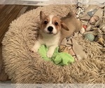Small #2 Pembroke Welsh Corgi
