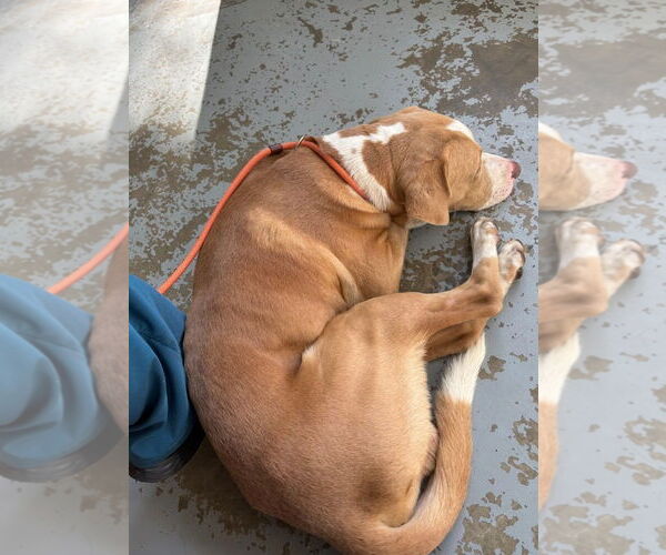 Medium Photo #2 Labrador Retriever-Unknown Mix Puppy For Sale in Oakhurst, NJ, USA