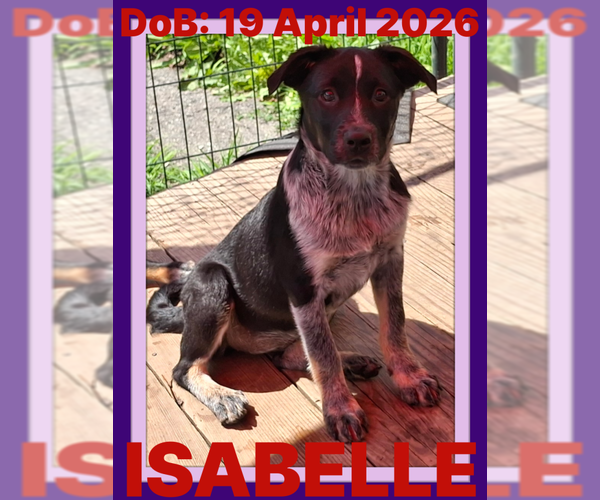 Medium Photo #1 Mutt Puppy For Sale in Sebec, ME, USA