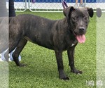 Small #2 Labrador Retriever Mix
