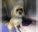 Small Lhasa Apso Mix