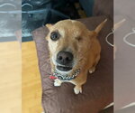 Small #2 Chihuahua
