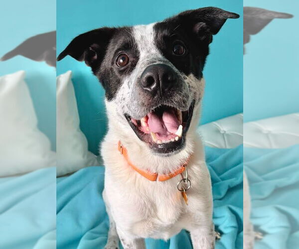 Medium Photo #6 Mutt Puppy For Sale in Minneapolis, MN, USA