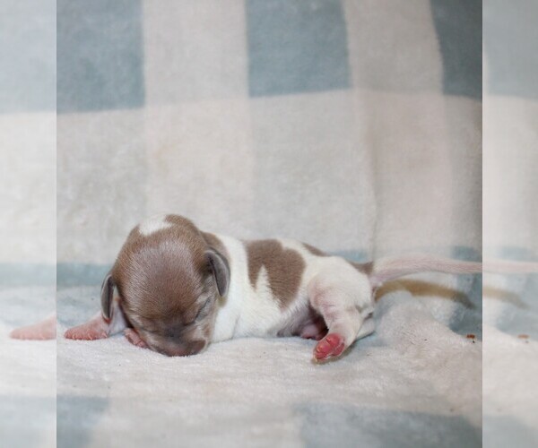 Medium Photo #1 Dachshund Puppy For Sale in BLMGTN, IN, USA