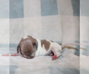 Dachshund Puppy for sale in BLMGTN, IN, USA