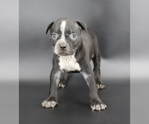 American Bully Puppy for sale in CHAMPAIGN, IL, USA