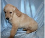 Small Photo #4 Golden Retriever Puppy For Sale in BLOOMINGTON, IN, USA