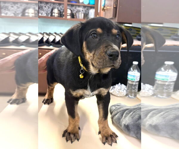 Medium Photo #1 Australian Shepherd-Rottweiler Mix Puppy For Sale in Amarillo, TX, USA