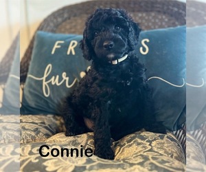 Golden Mountain Doodle Puppy for sale in PAXTON, IL, USA