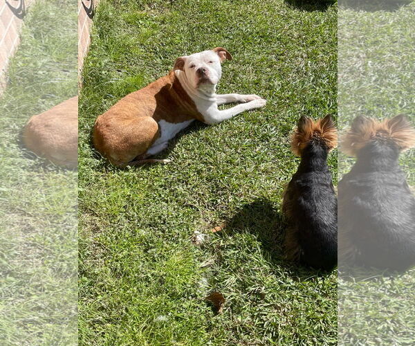 Medium Photo #25 Mutt Puppy For Sale in Mount Laurel, NJ, USA