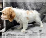 Small #3 Cavalier King Charles Spaniel