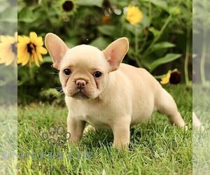 French Bulldog Puppy for sale in RONKS, PA, USA