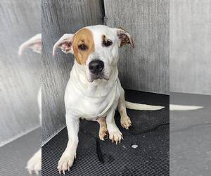 Mutt Dogs for adoption in San Antonio, TX, USA