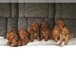 Small Photo #2 Goldendoodle (Miniature) Puppy For Sale in NEWMANSTOWN, PA, USA