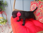 Small Photo #1 Labrador Retriever Puppy For Sale in EATONVILLE, WA, USA