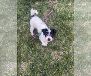 Poochon Dog for Adoption in BALTIMORE, Maryland USA