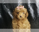 Small Photo #59 Maltipoo Puppy For Sale in WARSAW, IN, USA