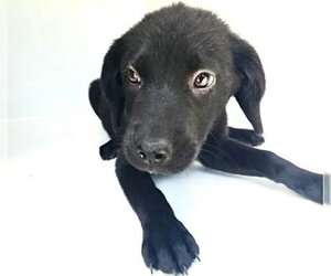 Labrador Retriever-Unknown Mix Dogs for adoption in Houston, TX, USA