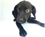 Small Labrador Retriever Mix
