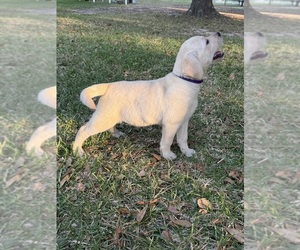 Labrador Retriever Puppy for Sale in LOVELADY, Texas USA