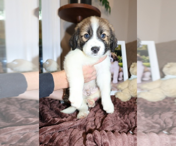Medium Photo #11 Aussie Pyrenees Puppy For Sale in LEXINGTON, SC, USA