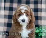 Small Photo #1 Poodle (Miniature) Puppy For Sale in DORNSIFE, PA, USA
