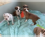 Small Photo #6 Boxer Puppy For Sale in LOCUST DALE, VA, USA