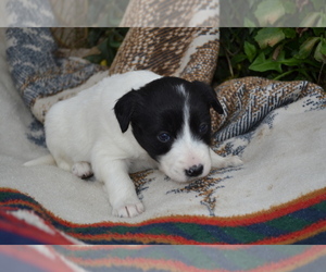 Medium Border Collie