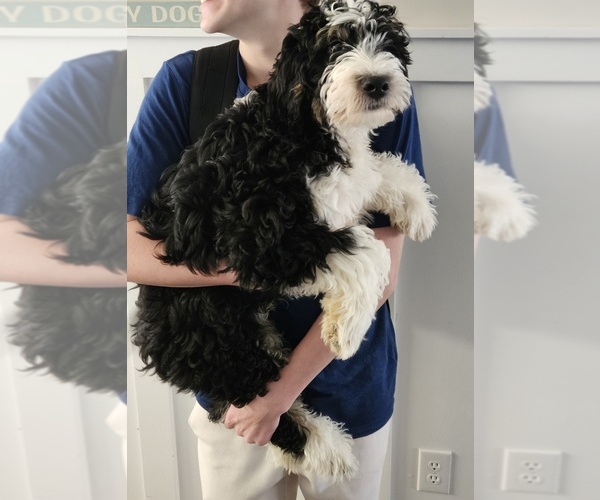 Medium Photo #4 Bernedoodle Puppy For Sale in DANVILLE, IN, USA