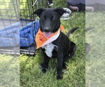 Small #15 Labrador Retriever Mix