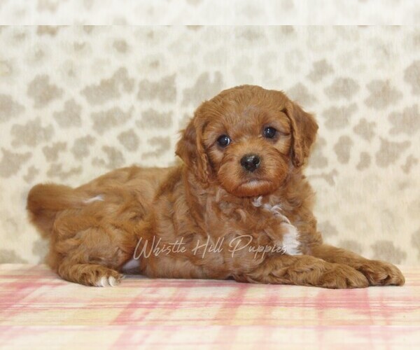 Medium Photo #2 Cavapoo Puppy For Sale in DENVER, PA, USA