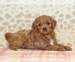 Small Photo #2 Cavapoo Puppy For Sale in DENVER, PA, USA